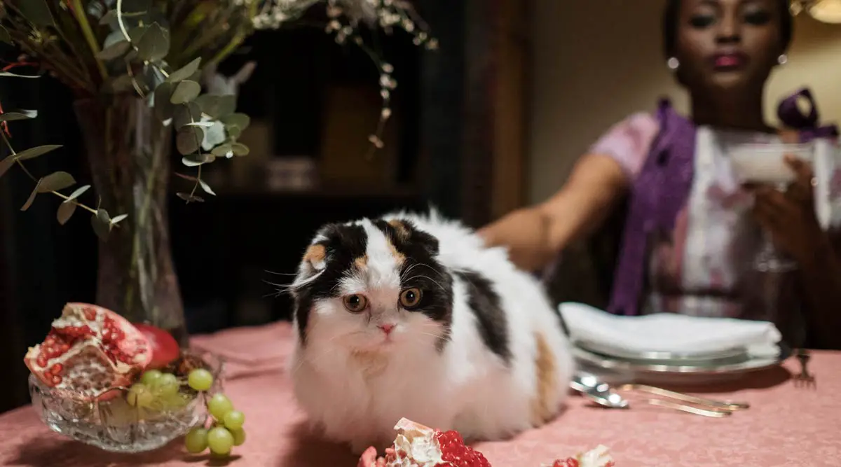 Why is a Balanced Diet Important for Cats?