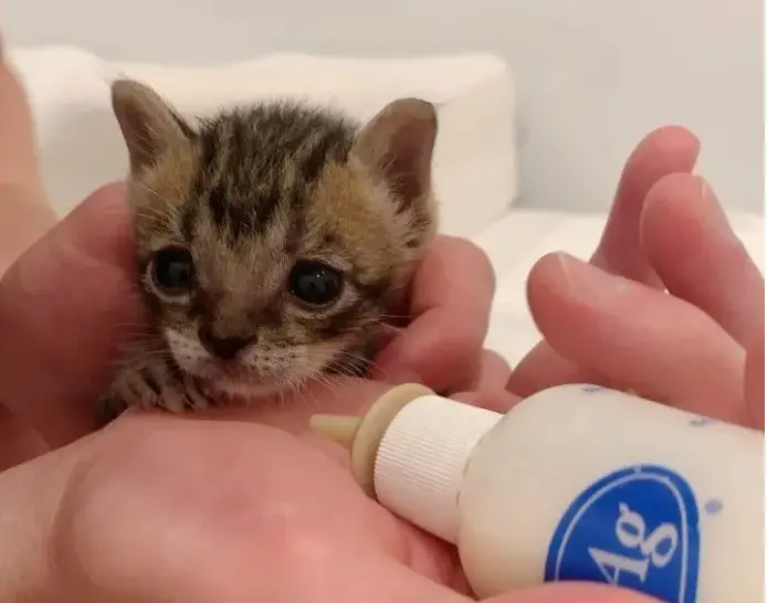 kittens were rescued