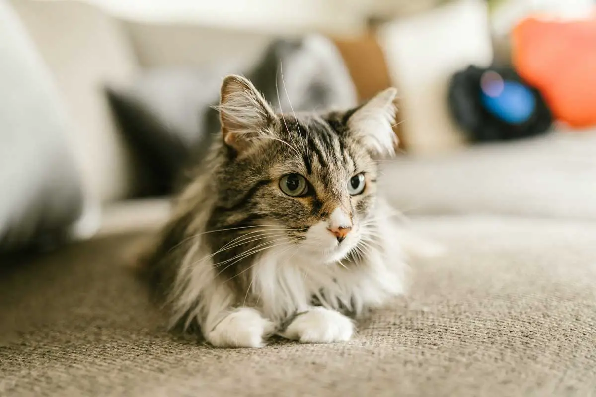 Maine Coon