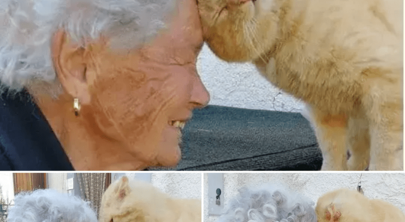 After years of longing, an elderly woman reunites with a beloved missing cat, embracing a heartwarming reunion .thi