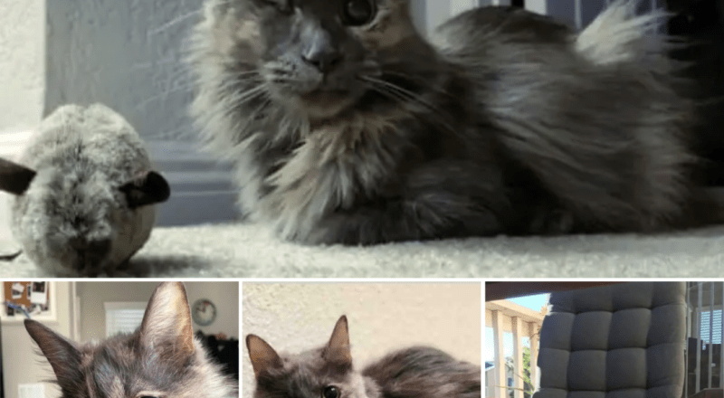 Meet Ivy, the fairytale cat princess raised by true cat royalty.