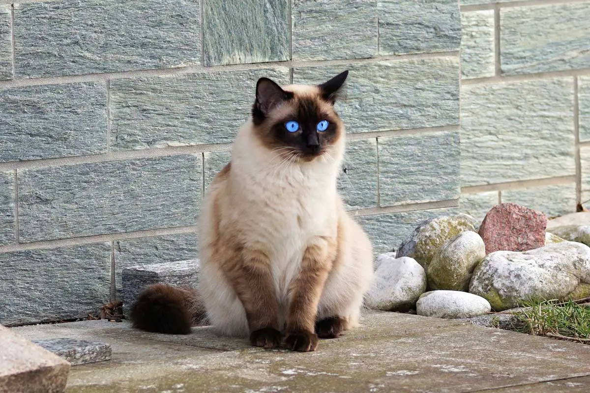 Siamese Cat Breed