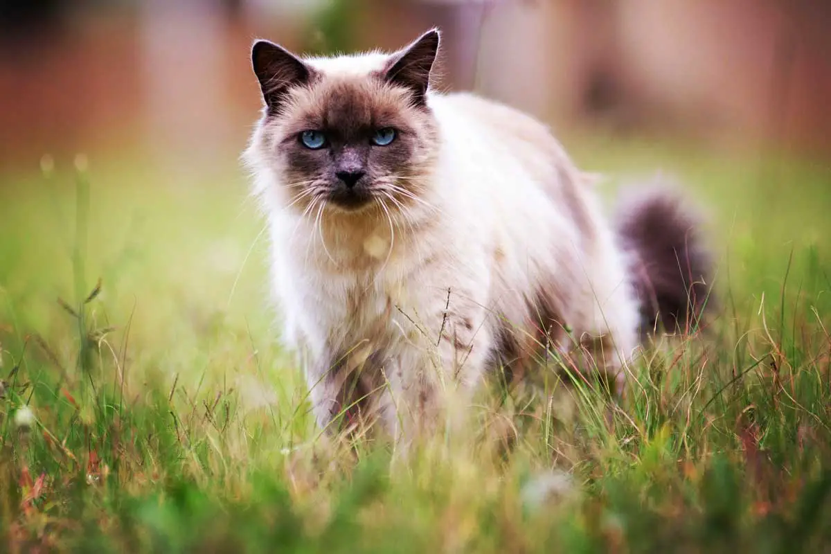 Birman Cat Breed