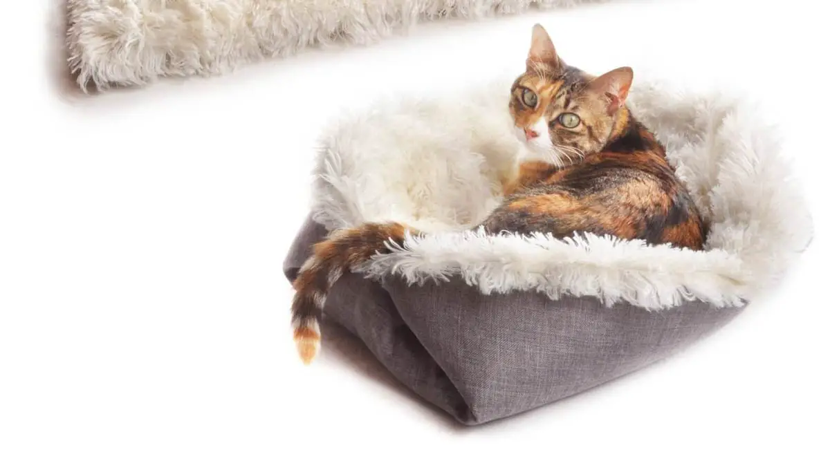 Top 10 Best Cat Beds: 4Claws Furry Pet Bed/Mat