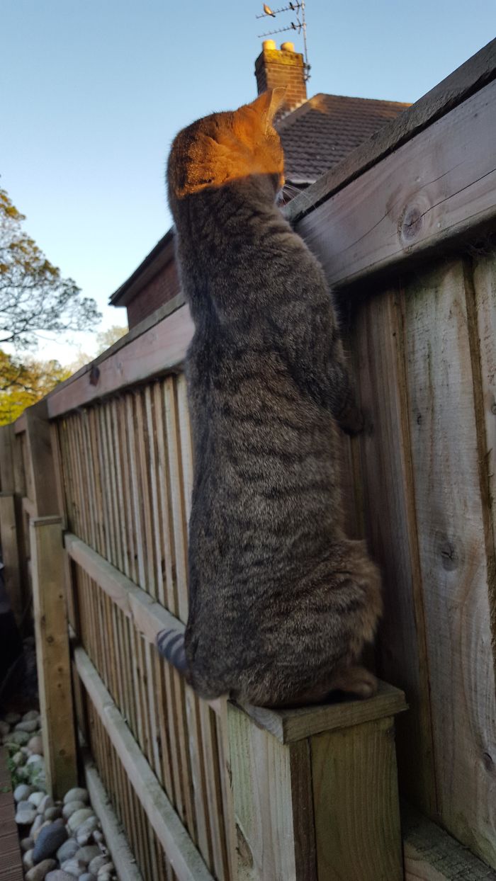 My Mother In Law's Cat Sits On The Post Like This And Judges The Neighbours