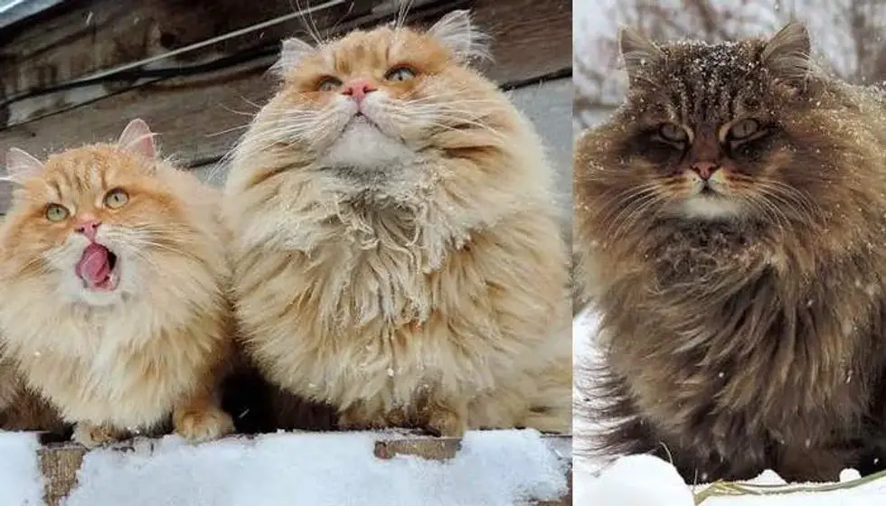 Every winter, Siberian cats fluff up and play in the snow with their human .thi