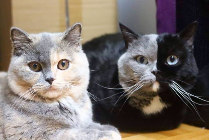 Cat With Split-Colored Face Becomes A Father To Kittens In Each Of His Colors