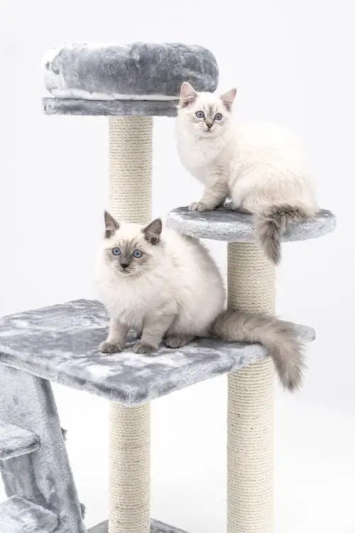 Breed: Ragdoll Cats