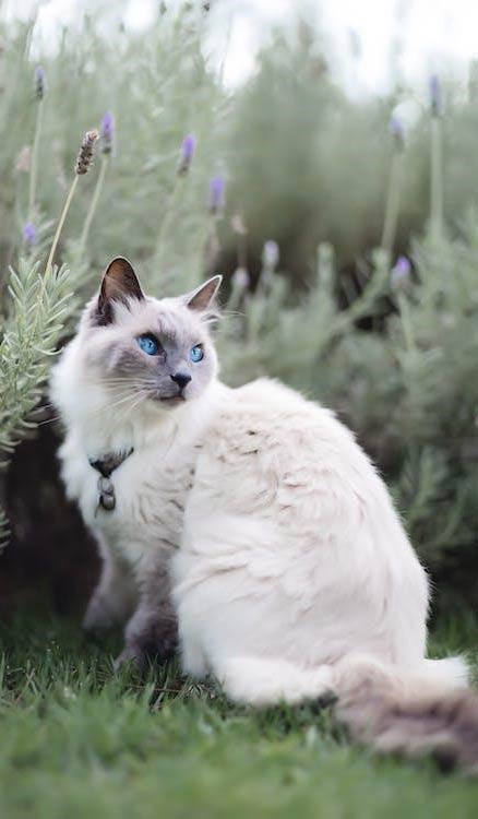 Siamese Cats