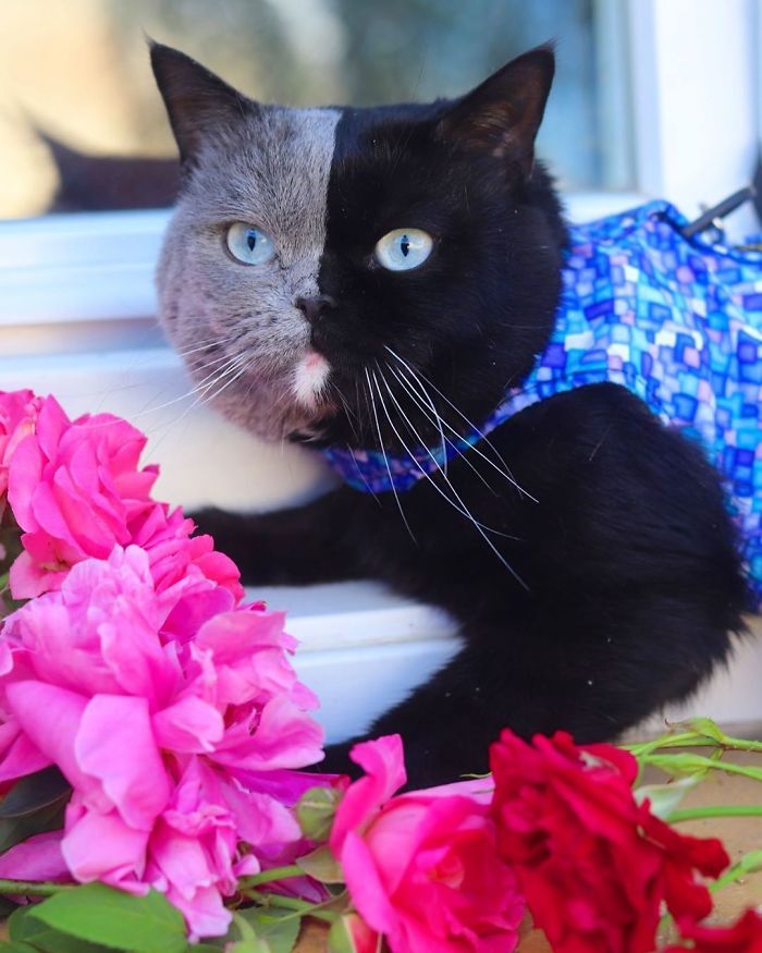 Cat With Split-Colored Face Becomes A Father To Kittens In Each Of His Colors