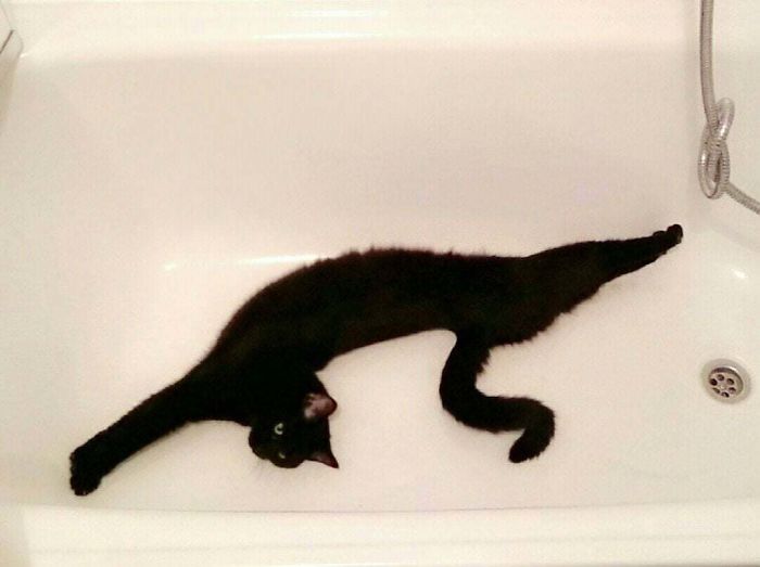 Found A Weird Reptile In My Bathtub