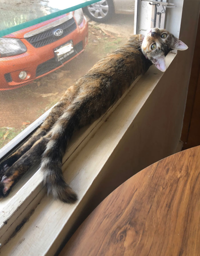 Windowsill Sploot