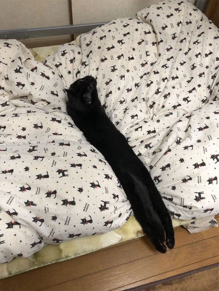 Long Cat