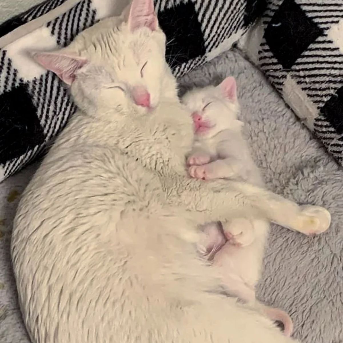 adorable mother and kitten laying together