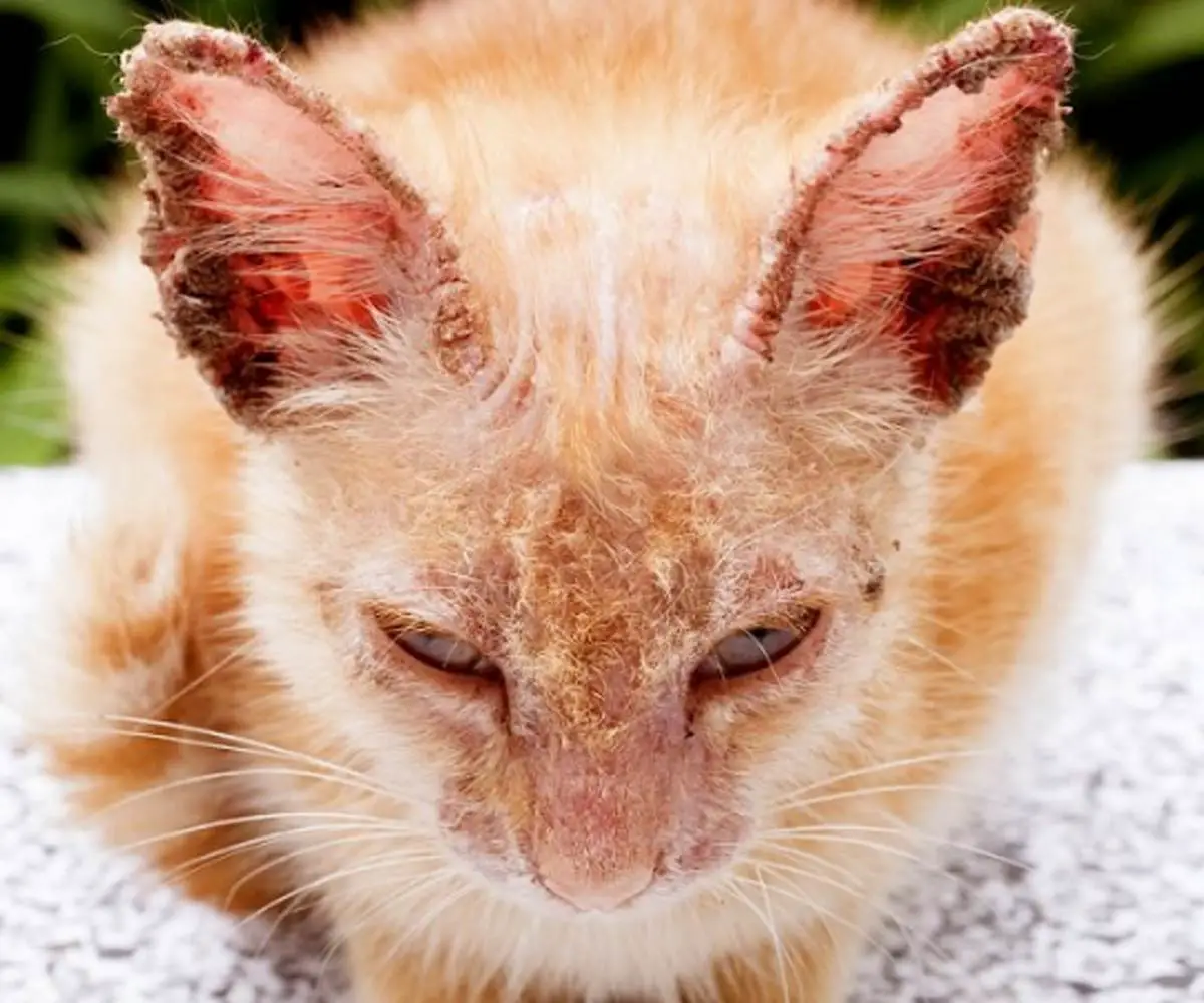 Symptoms of Mange in Cats