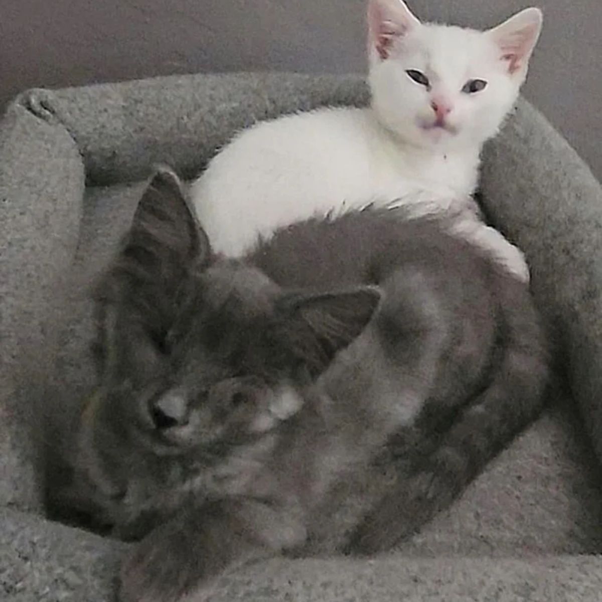 gray and white kitten lying together