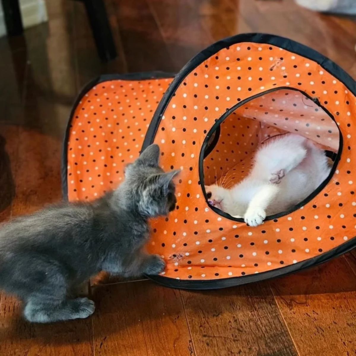 gray kitten looking at white kitten in a small tent