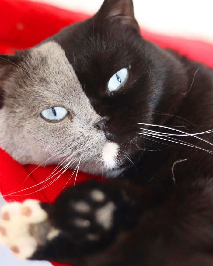 Cat With Split-Colored Face Becomes A Father To Kittens In Each Of His Colors