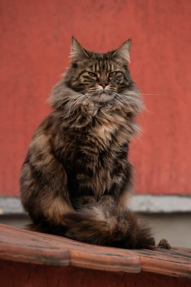 Maine Coon Cat Breed Overview