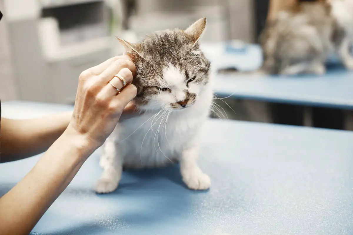 Tips for a Successful Cat Grooming Experience