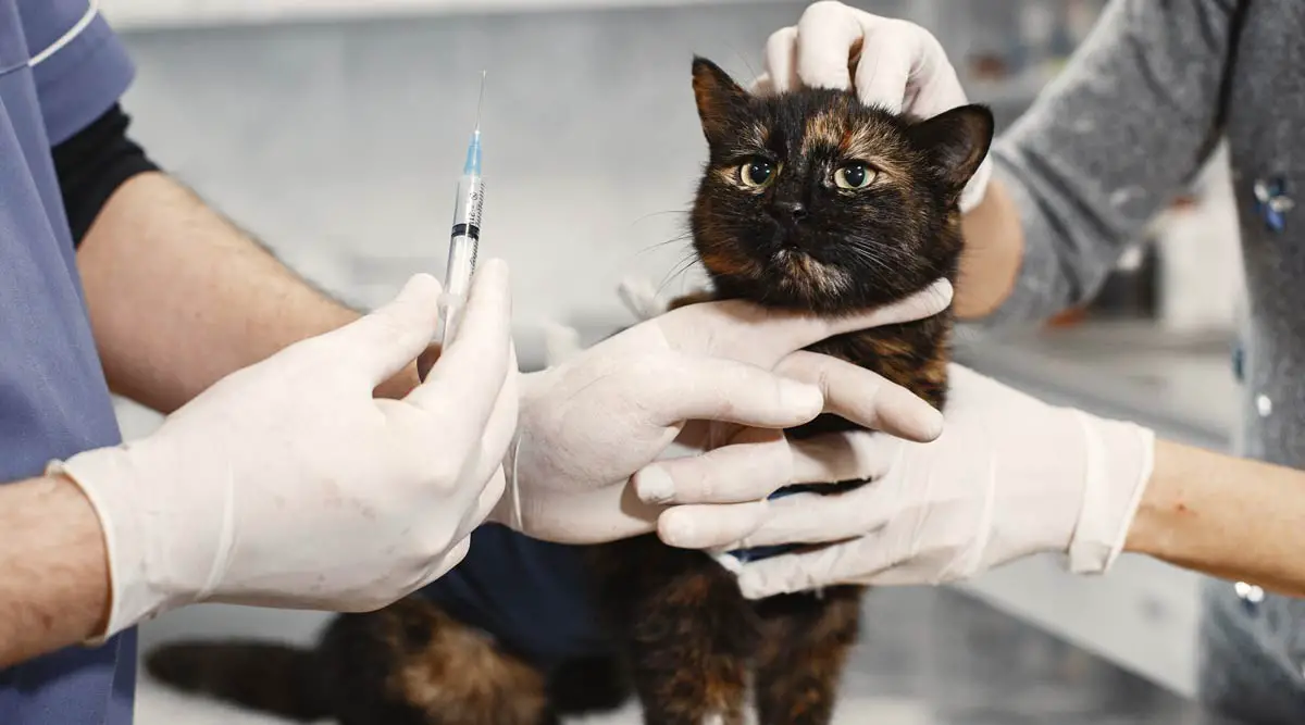 Take Cat or Kitten to the Vet 