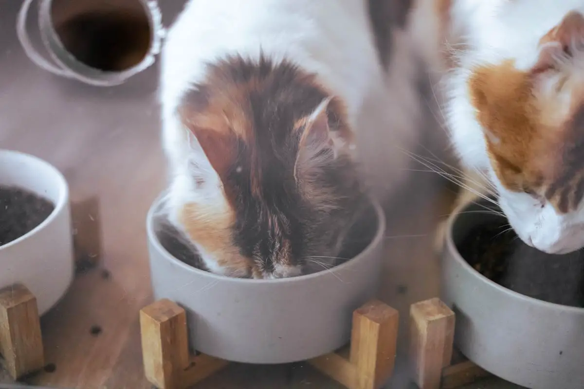 Wet Food vs. Dry Food: Which Is Better for Your Cat's Diet