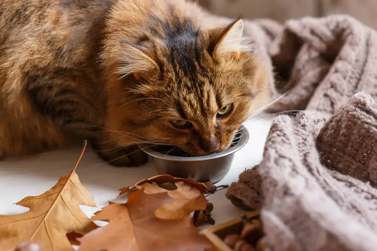 Water for Cat