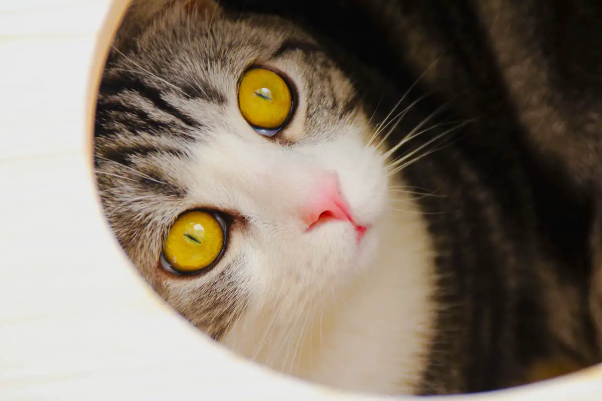 Cat Vision: Understanding How Cats See the World