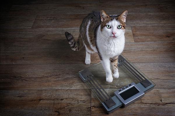 Why Is My Cat Losing Weight Suddenly?