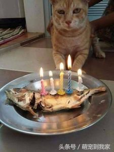 Cats get special birthday cake on their birthday and their reactions are too hilarious and adorable! - Content4Mix