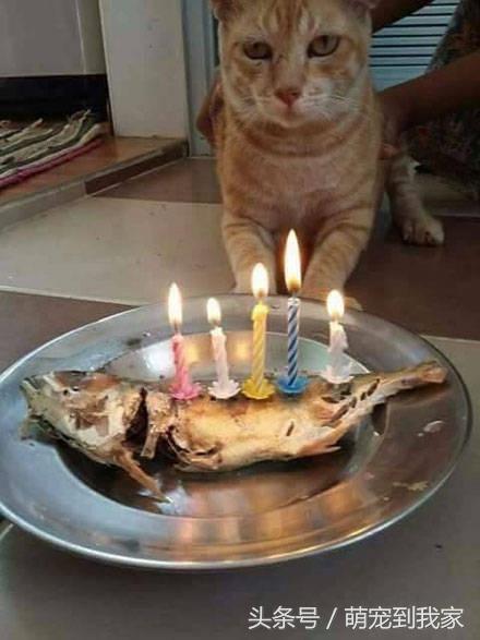 Cats get special birthday cake on their birthday and their reactions are too hilarious and adorable! - Content4Mix