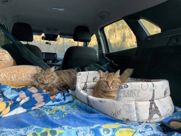 How to travel with cats in a car long distance 