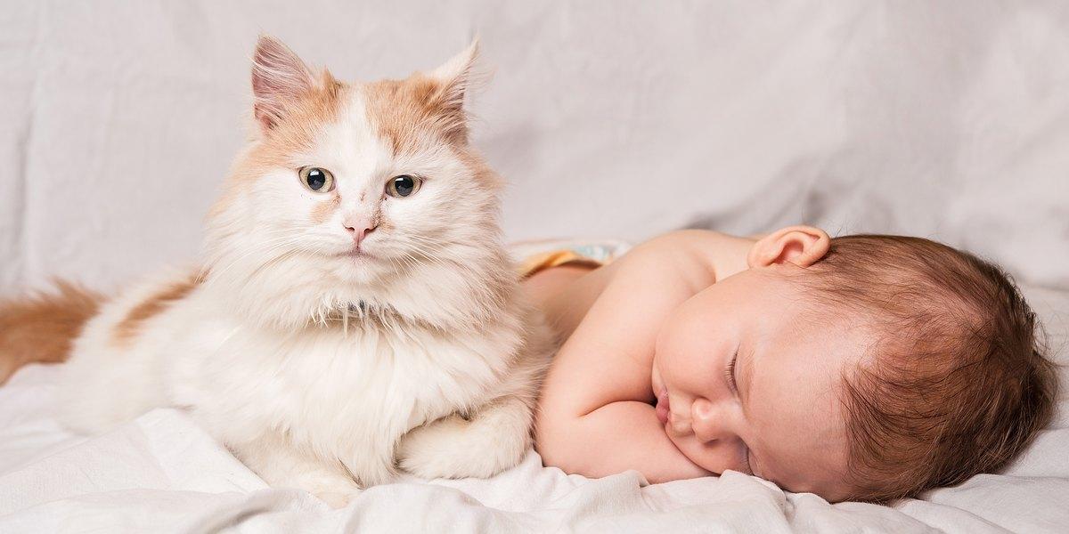 Top 10 Tips To Help Cats And Babies Get Along - Cats.com