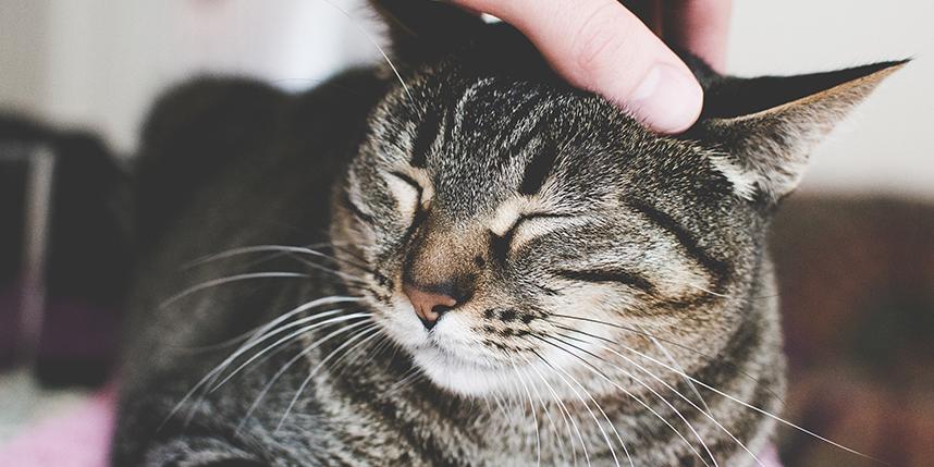 How Do Cats Show Affection?