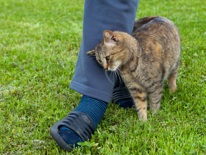 Surprising Signs Your Cat Likes You