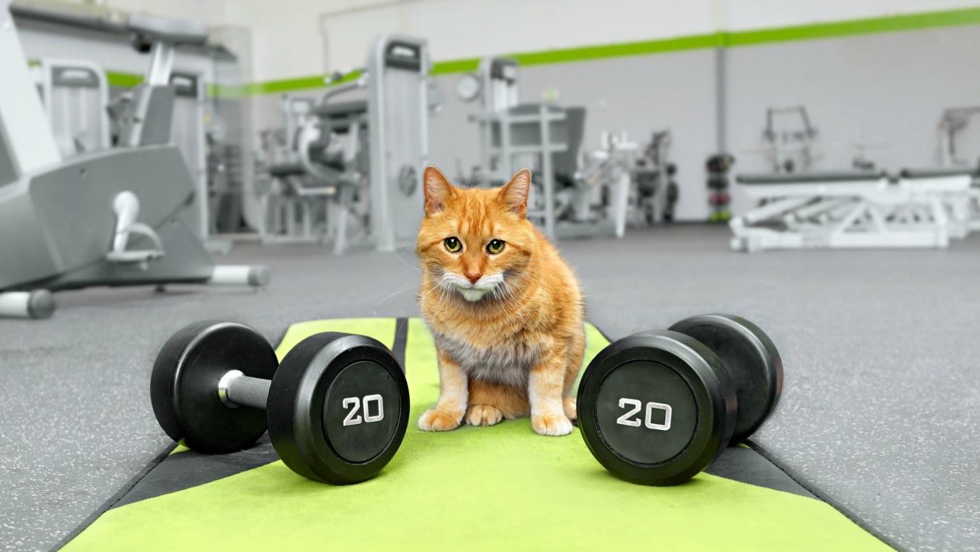 Is Your Indoor Cat Getting Fat? 