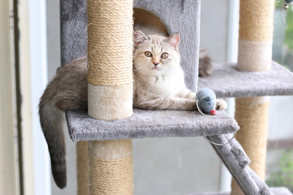 15 Ways to Exercise Your Indoor Cat (And Why It's so Important) – Cat  Amazing