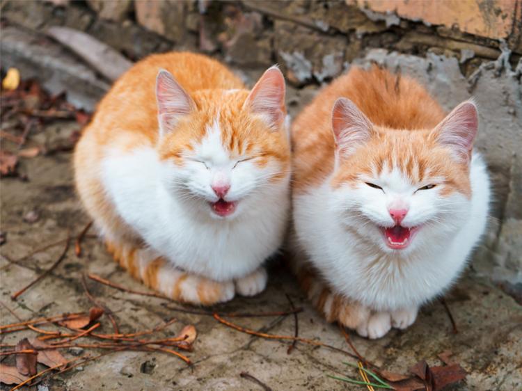 Why Do Cats Meow? 6 Types of Cat Sounds and Their Meanings