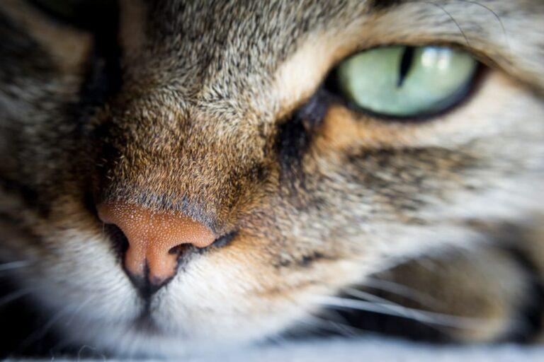 Cat Dry Nose: Causes and How to Help 