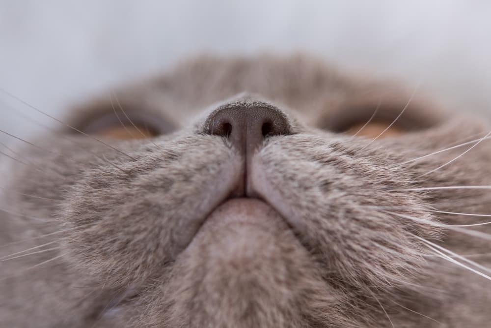 Cat Dry Nose: Causes and How to Help