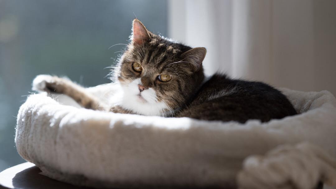 Cat Dementia: Identify Signs, Best Treatment & More 