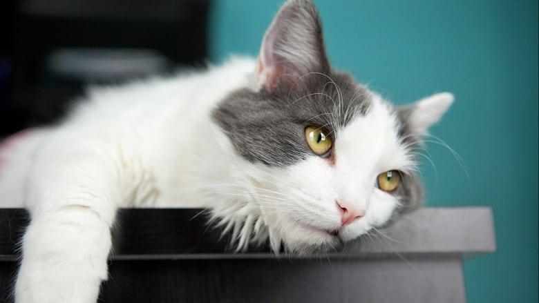 Boredom can be bad for your cat's health — here's how you can help