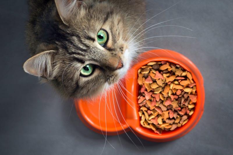 Common Reasons Why Your Cat is Not Eating 