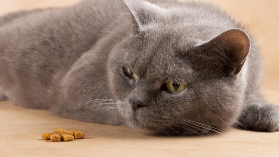 Is It Dangerous for Cats to Go Without Food? | Why Cat Won't Eat 