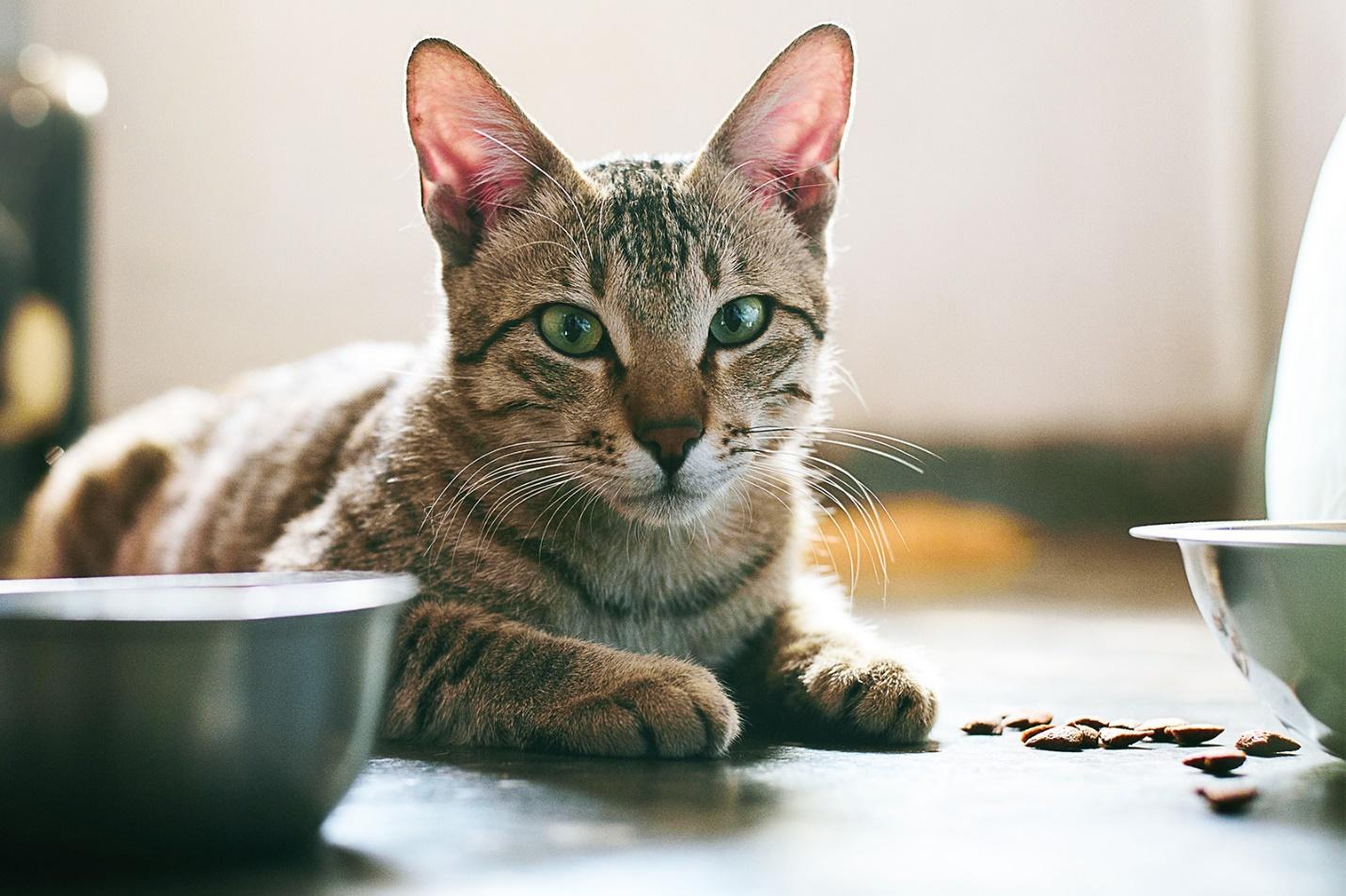 7 Common Causes for Your Cat Not Eating 