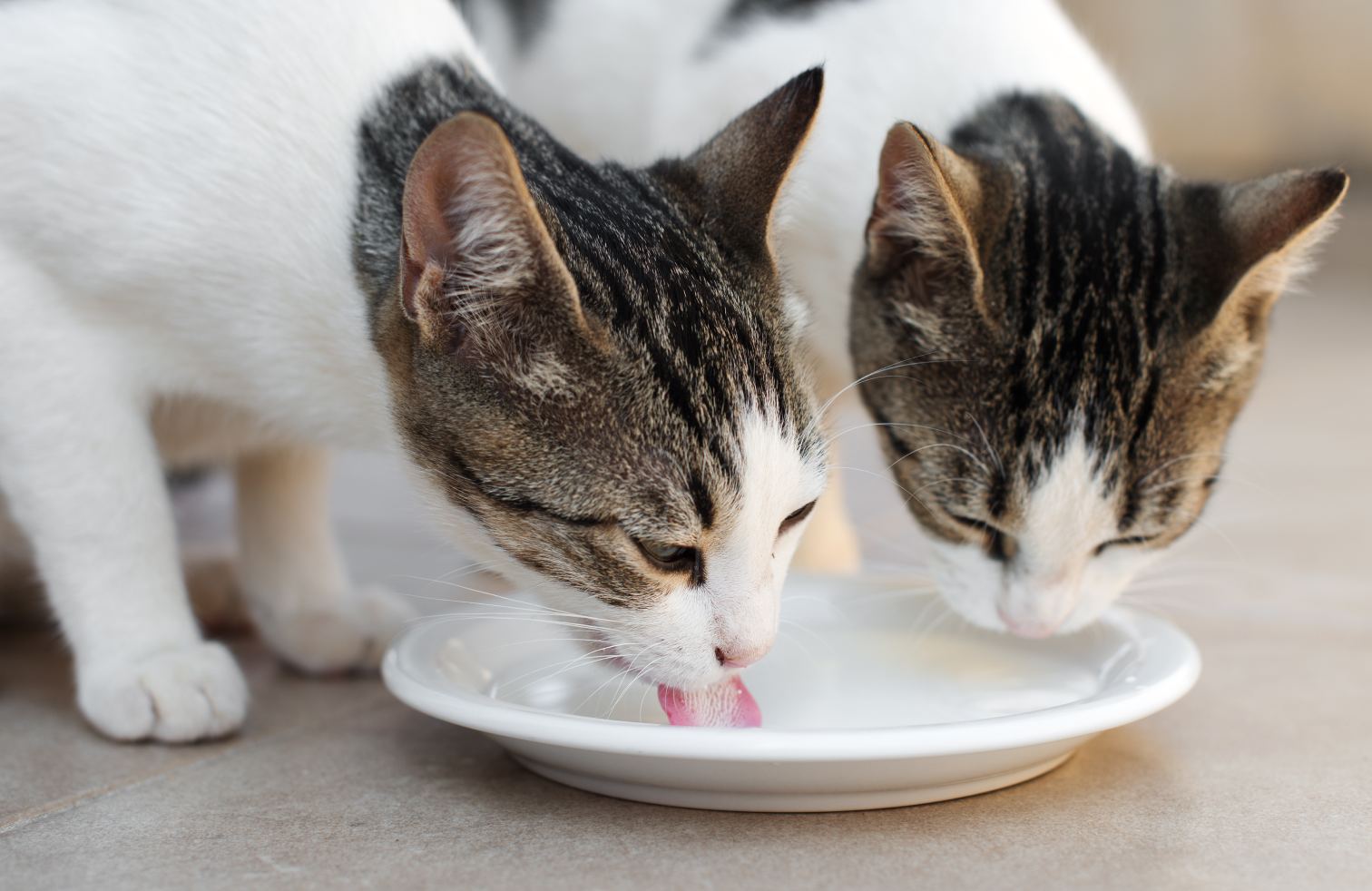 Can Cats Drink Milk and Should They? | Optimeal®