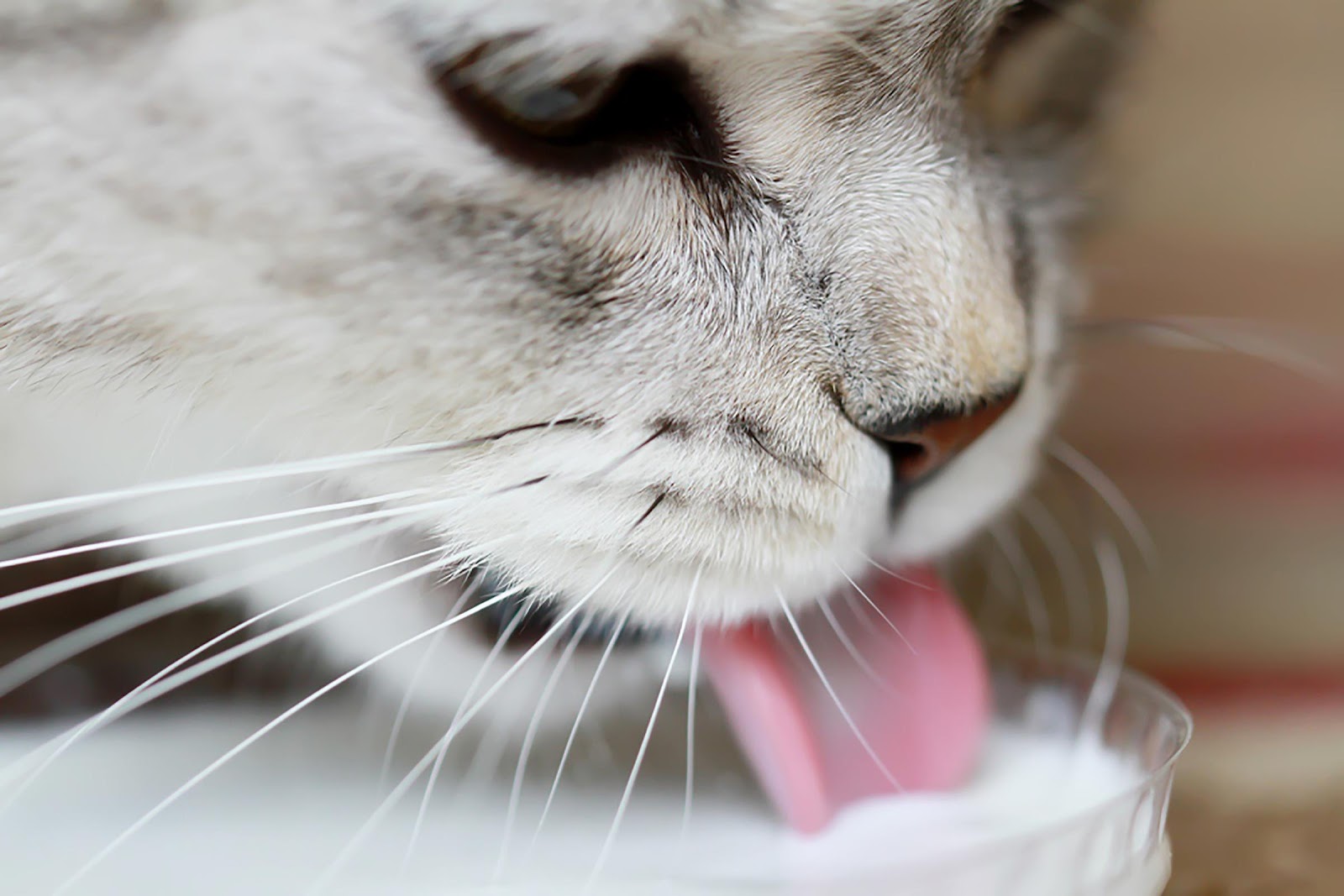 Can Cats Drink Milk? The Truth Behind the Popular Myth 