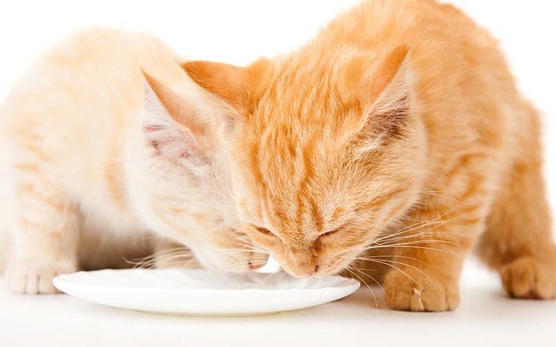 Can Cats Drink Milk?