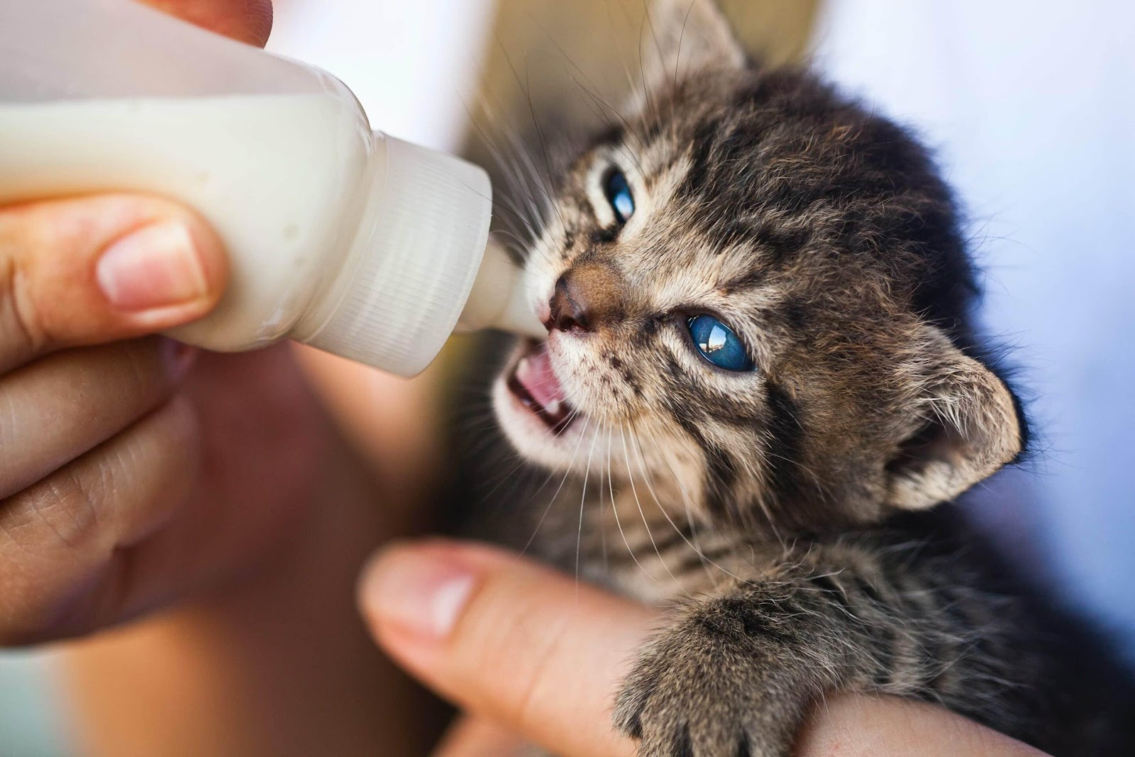 Can Cats Drink Milk? - Paoli VetCare