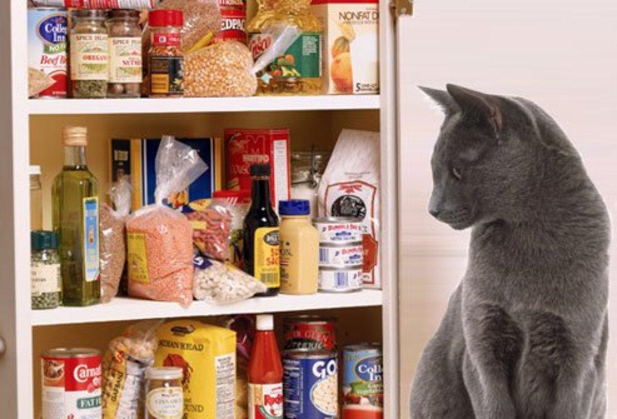 Toxic Foods: What Your Cat Should Never Eat 